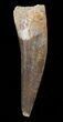 Fossil Plesiosaur Tooth - Morocco #39815-1